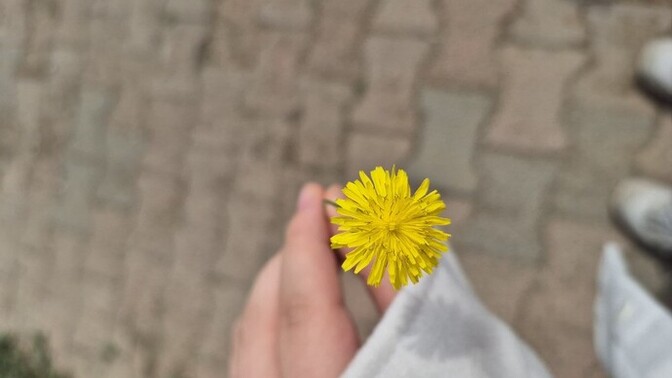 Bu çiçek size neyi hatırlatıyor?