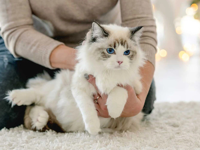 Bu kedi ikimizin olsaydı adını ne koyardın?