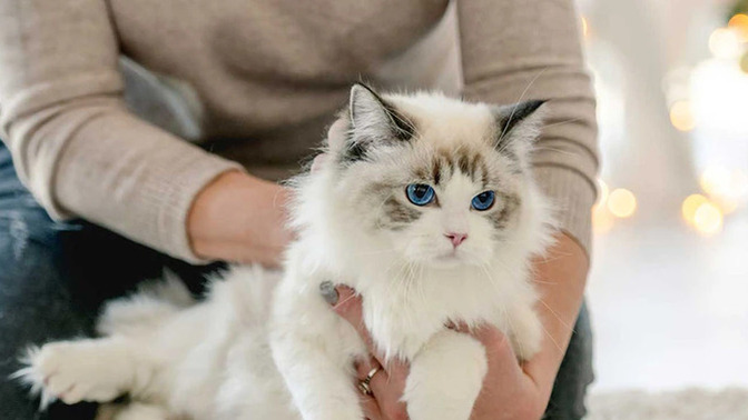 Bu kedi ikimizin olsaydı adını ne koyardın?