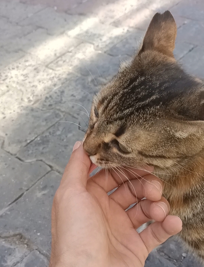 MMerhaba sokak kedileriyle?