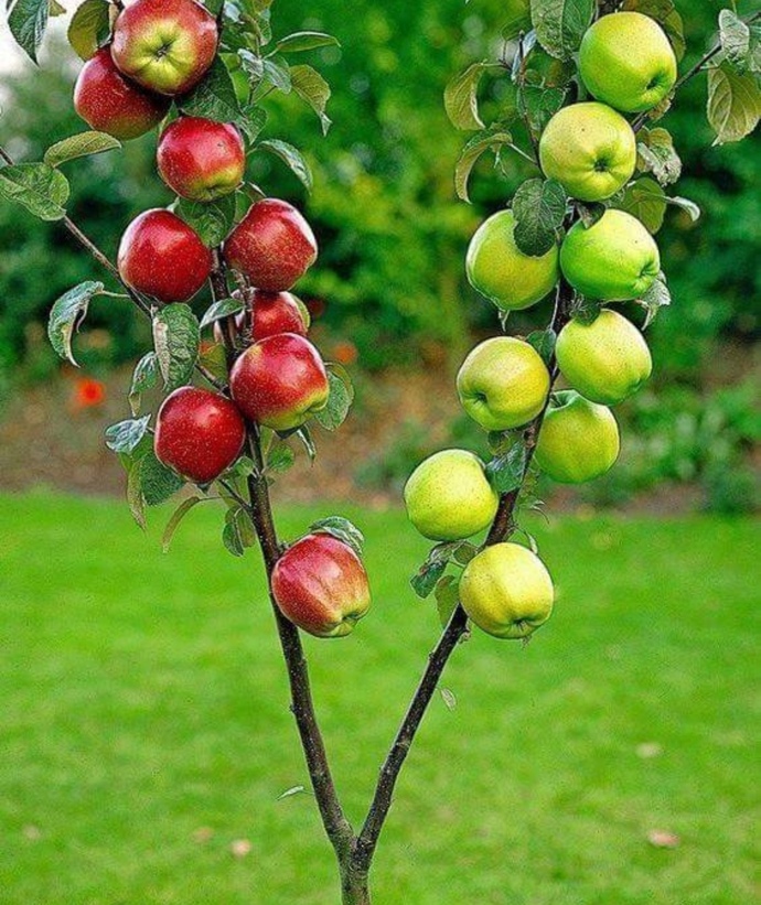 Kırmızı elma mı Yeşil elma mı?