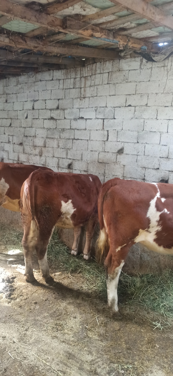 Köyde hayvan bakacak şehirli kız bulabilir miyim?