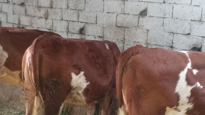 Köyde hayvan bakacak şehirli kız bulabilir miyim?