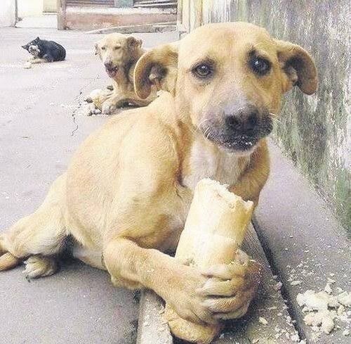 Kendini sevdirmeyen bir sokak köpeğini besler miydiniz?