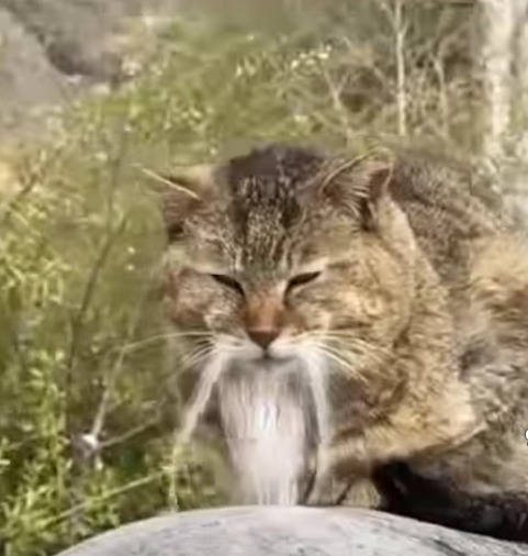 Bu bilge kedinin adı ne olsun 🤣?