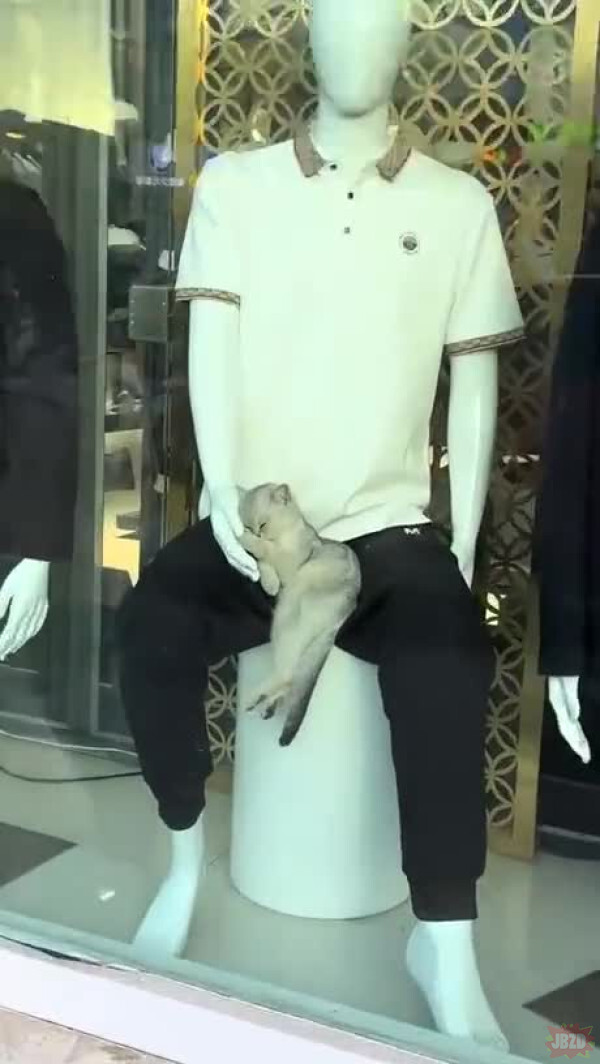 Taştan sevgi bekleyen kedi, bana bir yerden tanıdık geldi 😒