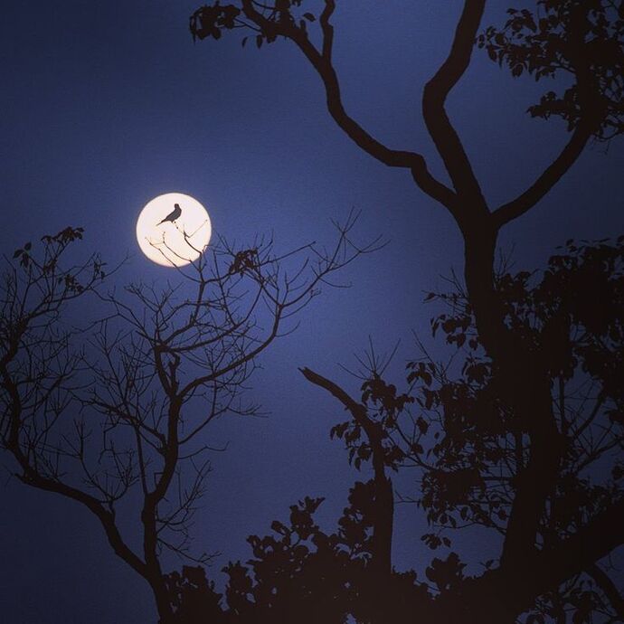 Gece kuşu musun, sabah kuşu mu🐦?