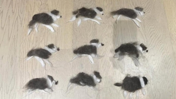 Uyanınca mutlu olsun diye ona kendi tüyünden küçük sürpriz hazırladım bu kadar merhametli olmayı hakk edecek ne yaptım?🤭🤭🤭?