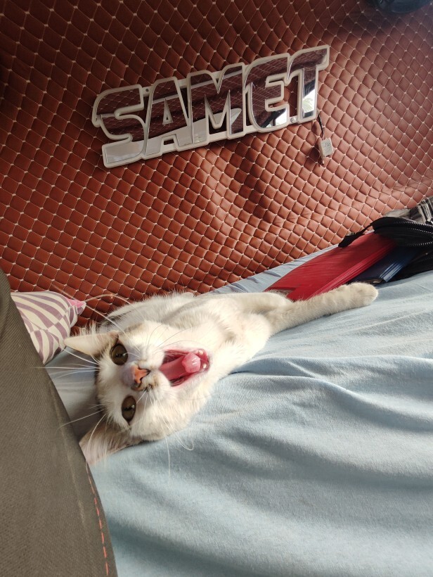 Sizce cezası ne olmalı heryeri kıl yapmış alerjide var bende 🤣?