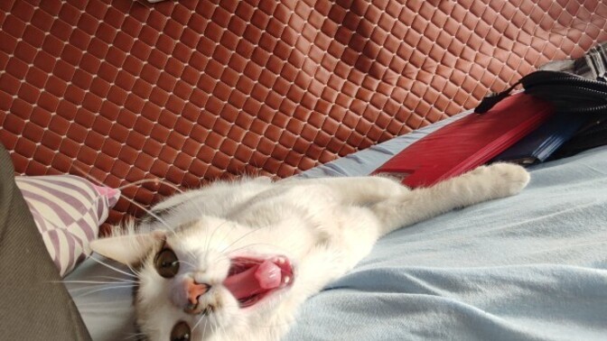 Sizce cezası ne olmalı heryeri kıl yapmış alerjide var bende 🤣?