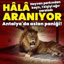 Antalya’da Aslan paniği! Hayvanat bahçelerine karşı mısınız?