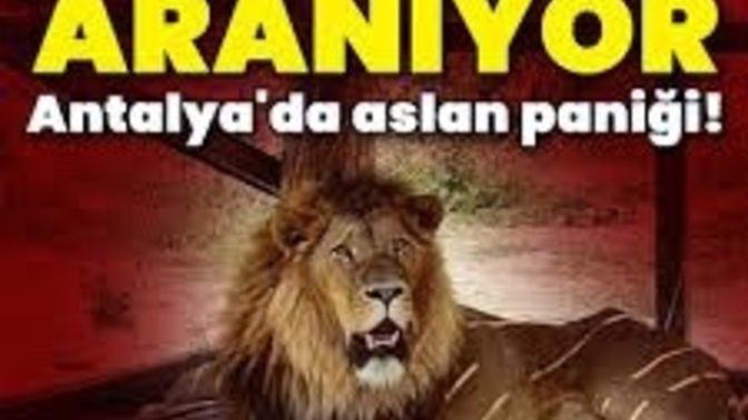 Antalya’da Aslan paniği! Hayvanat bahçelerine karşı mısınız?