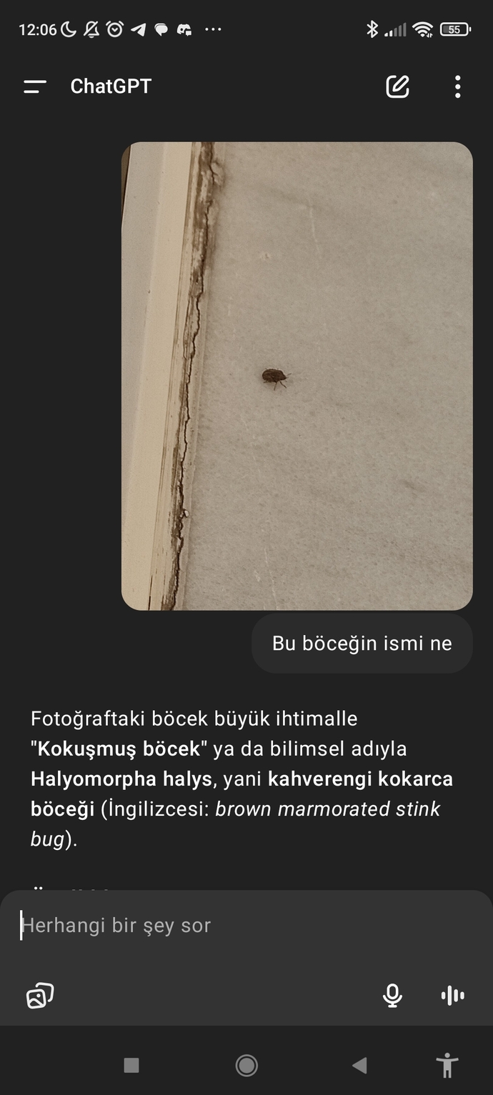 Çektiğim böceği chatgbt ye sordum böyle yapan var mı acaba?