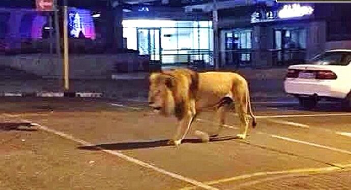 Manavgatta parktan kaçan aslan bir kişiyi yaraladı! Yolda görseydiniz ne yapardınız?