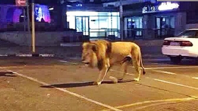 Manavgatta parktan kaçan aslan bir kişiyi yaraladı! Yolda görseydiniz ne yapardınız?