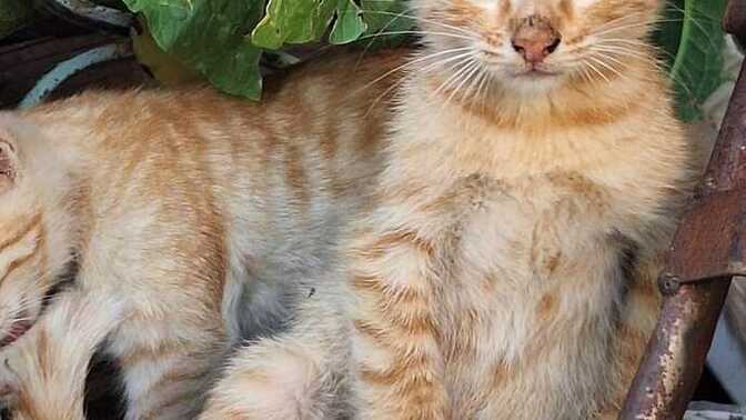 Baktığım kedi yavrular yeşil isal olmuş ne yapmam gerekiyor?