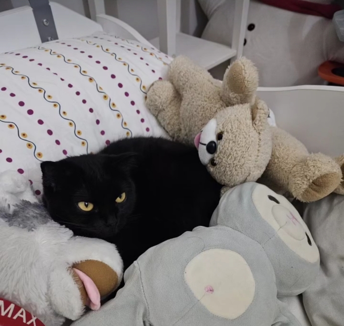Peluş oyuncakları seviyor musunuz?