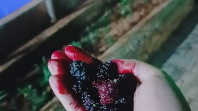 En çok hangi meyveyi seversiniz?