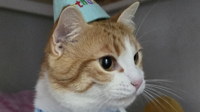 Bugün yaramazımın doğum günü 🎈🎈🎉🎊 bir tebriginizi alırım 😊?