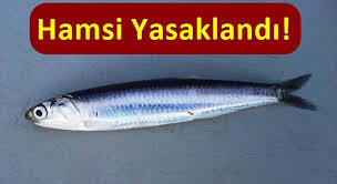 Aşk beni bul mu diyorsunuz?🍧🫶😍🧜‍♀️?