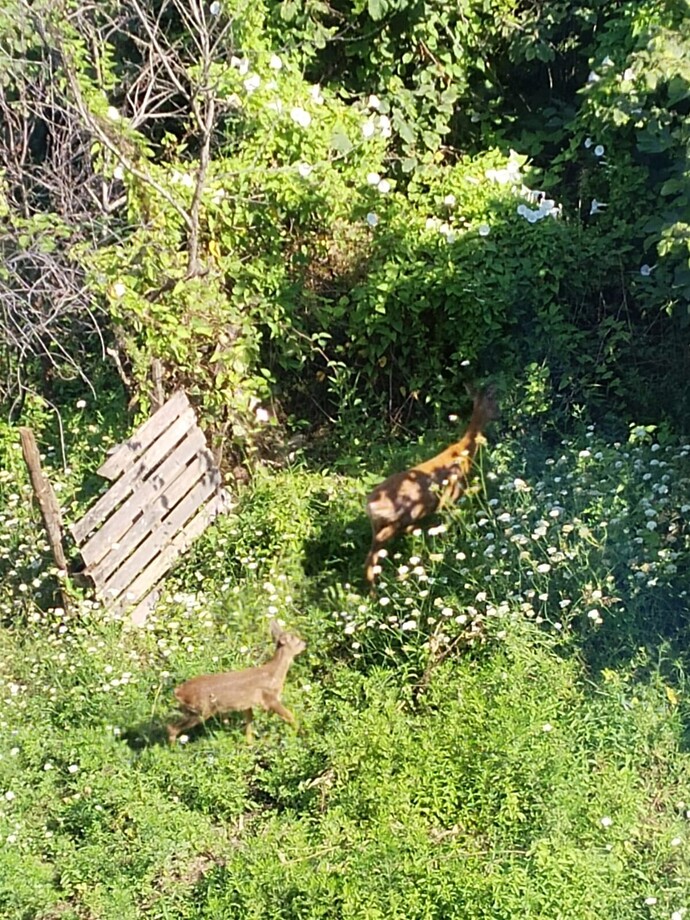 Sabah bahçemize gelen misafirler Tanrı misafiri olabilir mi?
