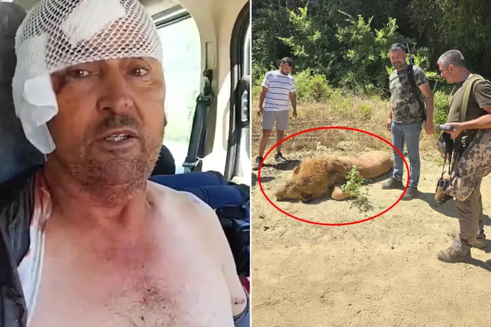 Antalya da kafesinden kaçan Aslanı boğazlayan adam ülke gündemine oturdu?
