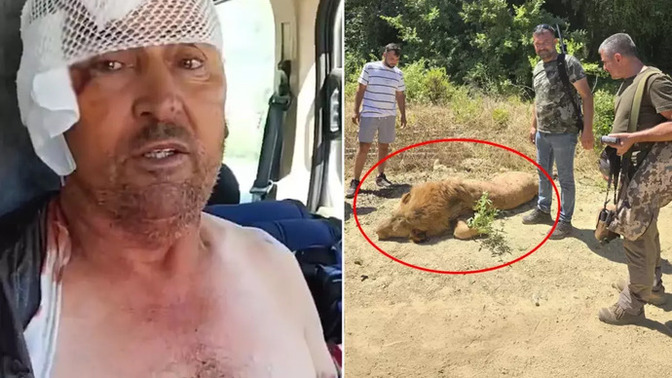 Antalya da kafesinden kaçan Aslanı boğazlayan adam ülke gündemine oturdu?