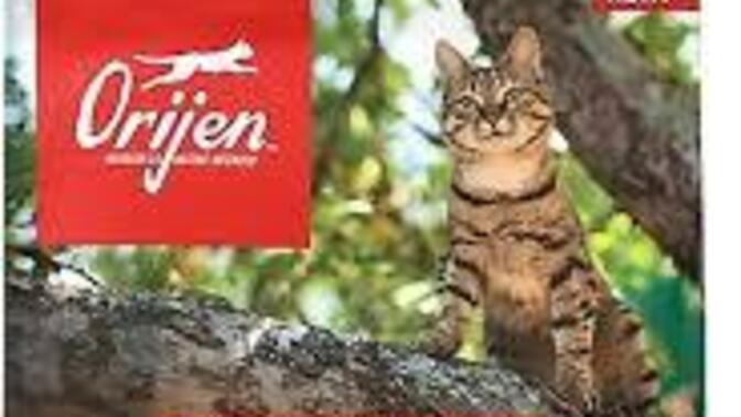 Kedi maması tavsiyesi verir misiniz?