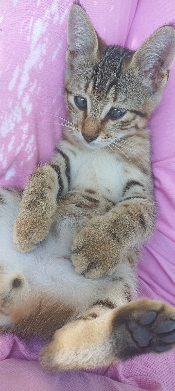 Kedimin patisini ne sokmuş olabilir?