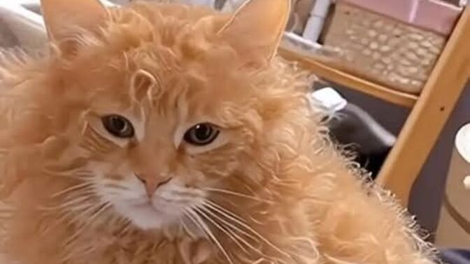 Hiç kıvırcık kedi gördünüz mü?