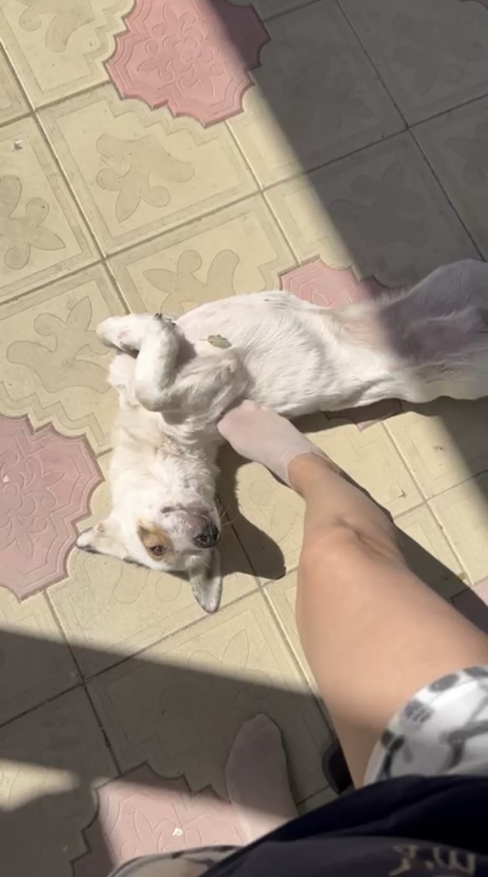 Köpeğinizin ismi ne?