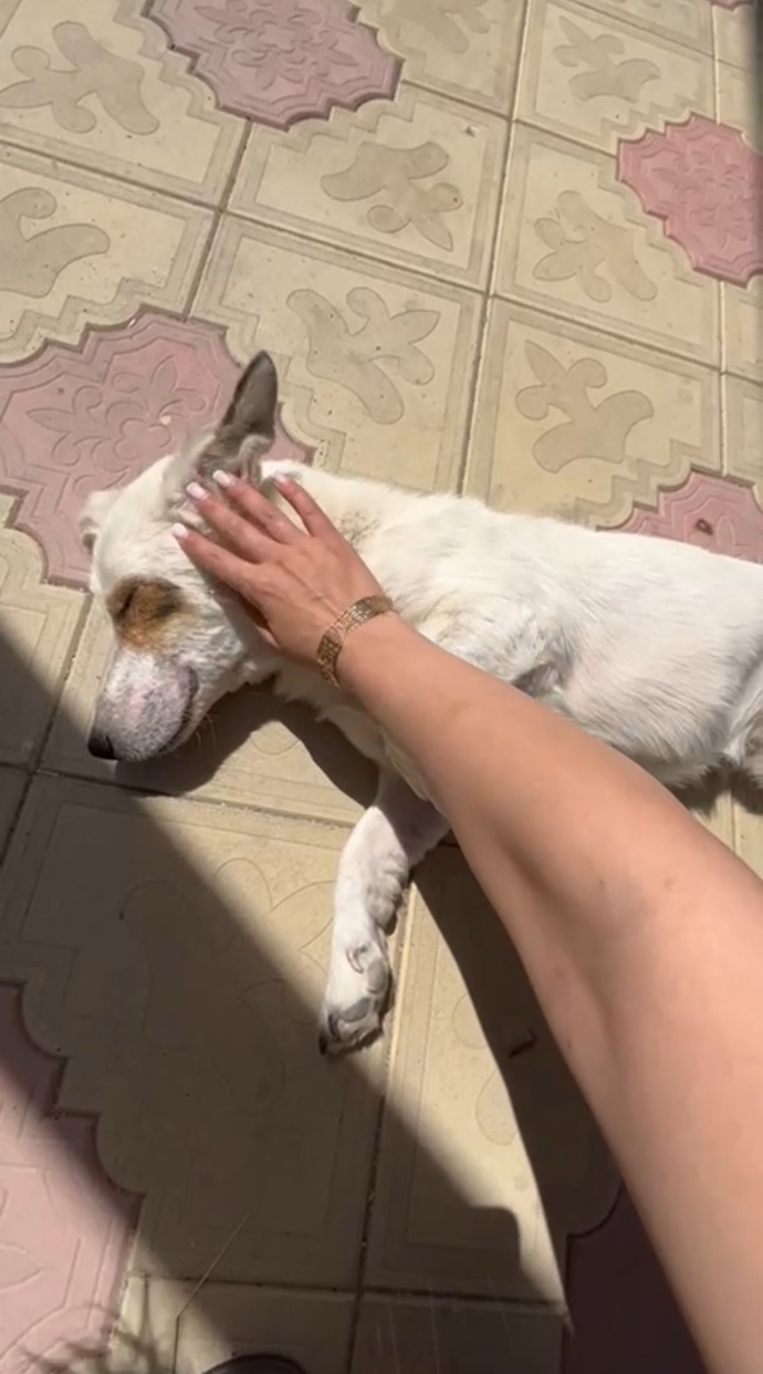 Köpeğinizin ismi ne?