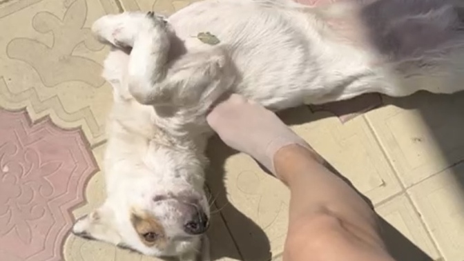 Köpeğinizin ismi ne?