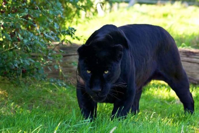 Aslan Zeustan sonra bir kaçak yırtıcı daha , Panter Eros.. Bu hayvanat bahçelerine neler oluyor?