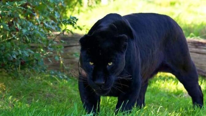 Aslan Zeustan sonra bir kaçak yırtıcı daha , Panter Eros.. Bu hayvanat bahçelerine neler oluyor?