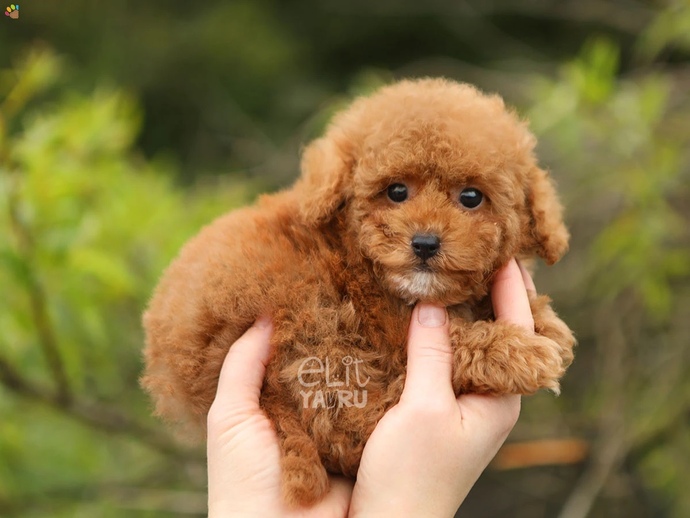 İnsanlar köpeklerine çocukları gibi davranmalı mı, yoksa bu doğaya aykırı mı?