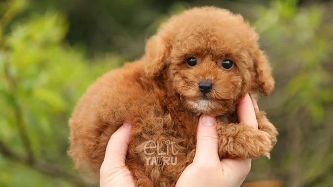 İnsanlar köpeklerine çocukları gibi davranmalı mı, yoksa bu doğaya aykırı mı?