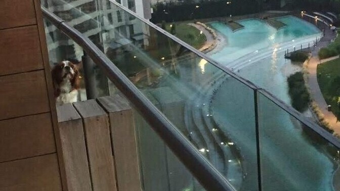 Komşunuzun çocukları da sürekli sizi rahatsız ediyor mu 😄?