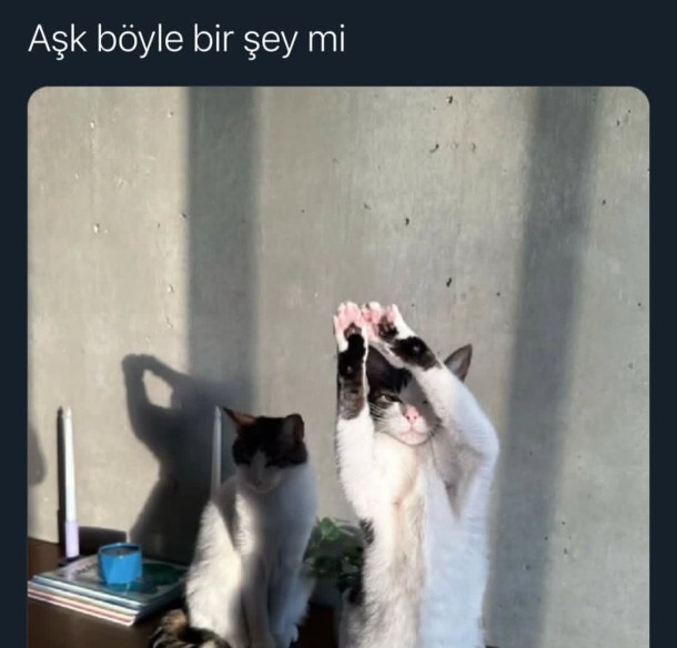 Aşk sizce nasıl bir şey?