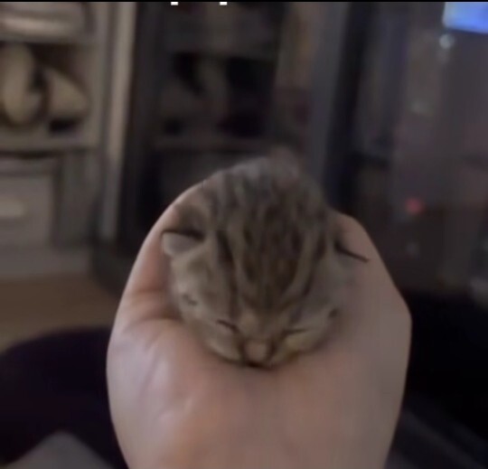 Bebek kokan yavru kedi ister miydiniz?