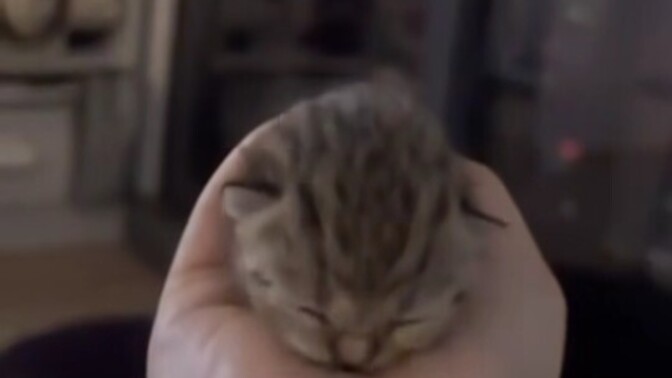 Bebek kokan yavru kedi ister miydiniz?