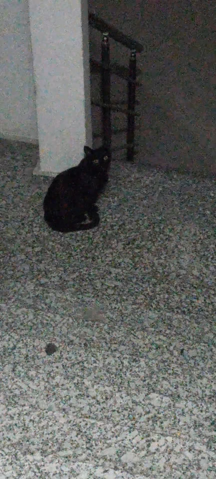 Dun eve geldigimde soyle bir manzarayla karsilastim , napiyosun orada sen hdhehud? irilesmis sanki bide kucuktu🐈⬛🐾🍋?