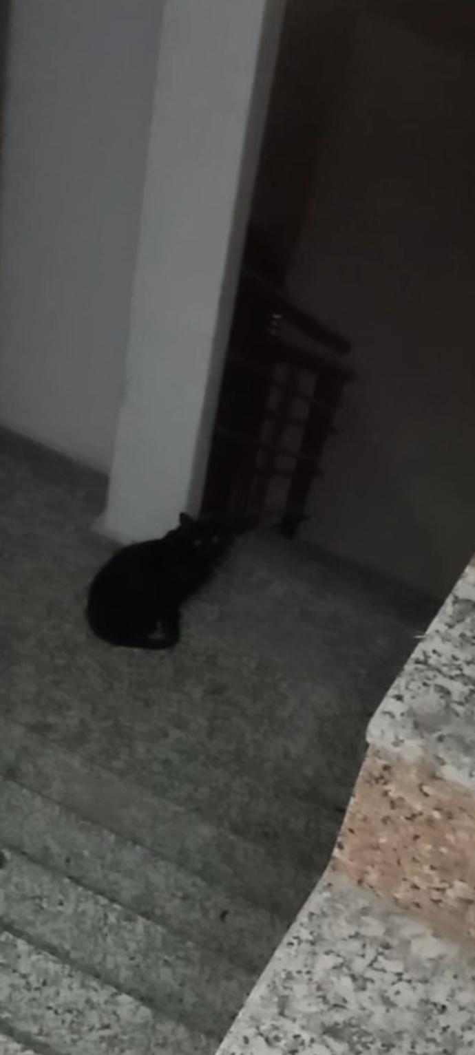 Dun eve geldigimde soyle bir manzarayla karsilastim , napiyosun orada sen hdhehud? irilesmis sanki bide kucuktu🐈⬛🐾🍋?
