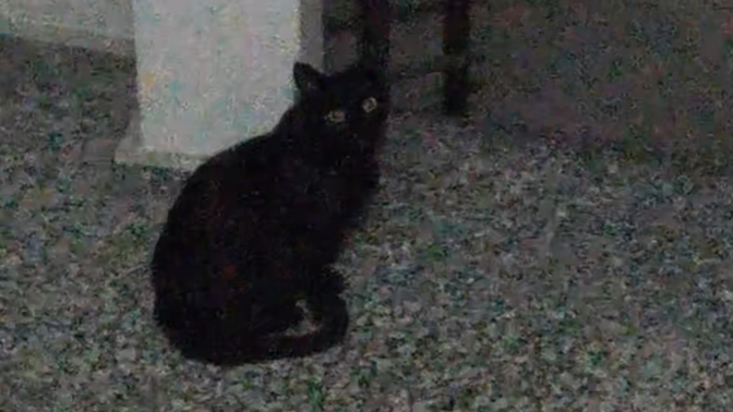 Dun eve geldigimde soyle bir manzarayla karsilastim , napiyosun orada sen hdhehud? irilesmis sanki bide kucuktu🐈‍⬛🐾🍋?