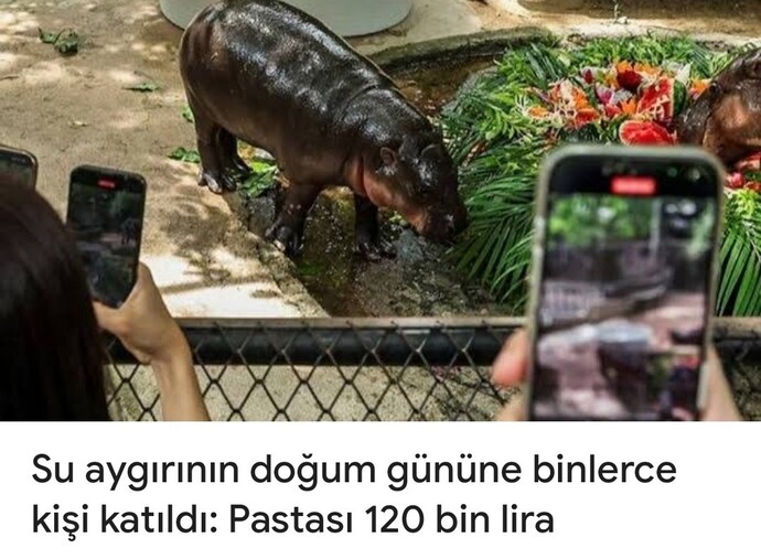 Hiç su aygırını kıskandınız mı 🥲?
