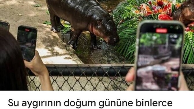 Hiç su aygırını kıskandınız mı 🥲?