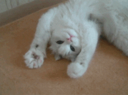 evet olur yolla gelsin.
