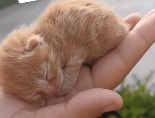 Yavru kedi görünce dellenmem normal mi?