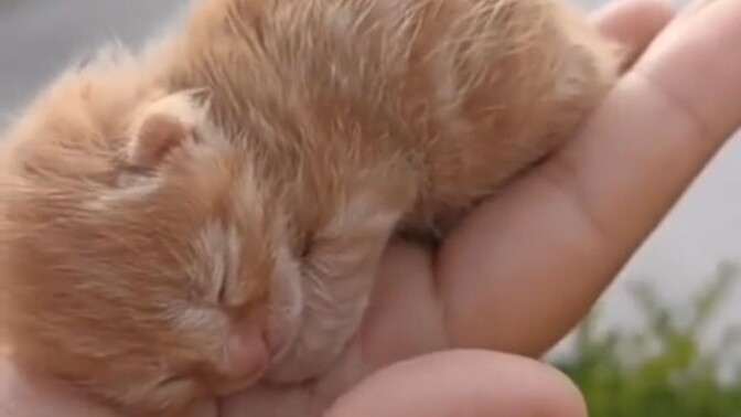 Yavru kedi görünce dellenmem normal mi?