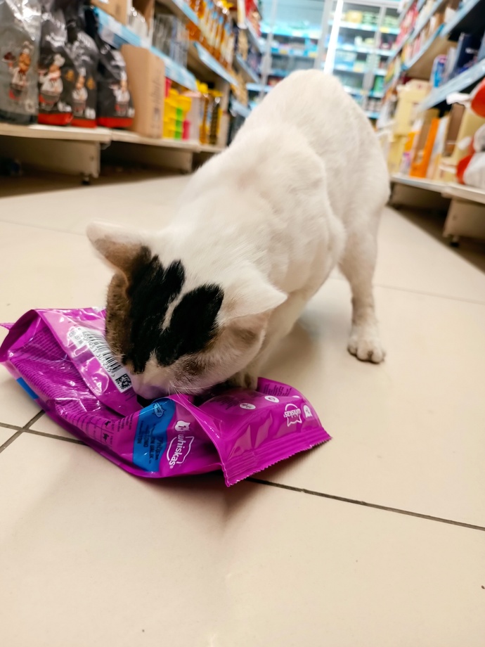 Marketten mama çalan bir kedi yakalasanız ne yaparsınız 🐱?